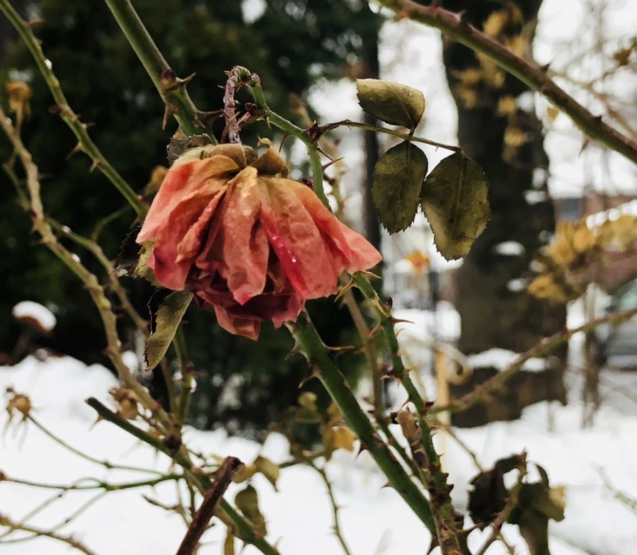 IMG_1578.jpg?type=w966