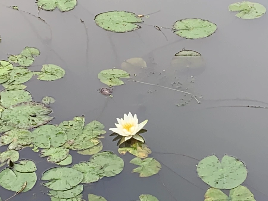 IMG_4415.jpg?type=w966