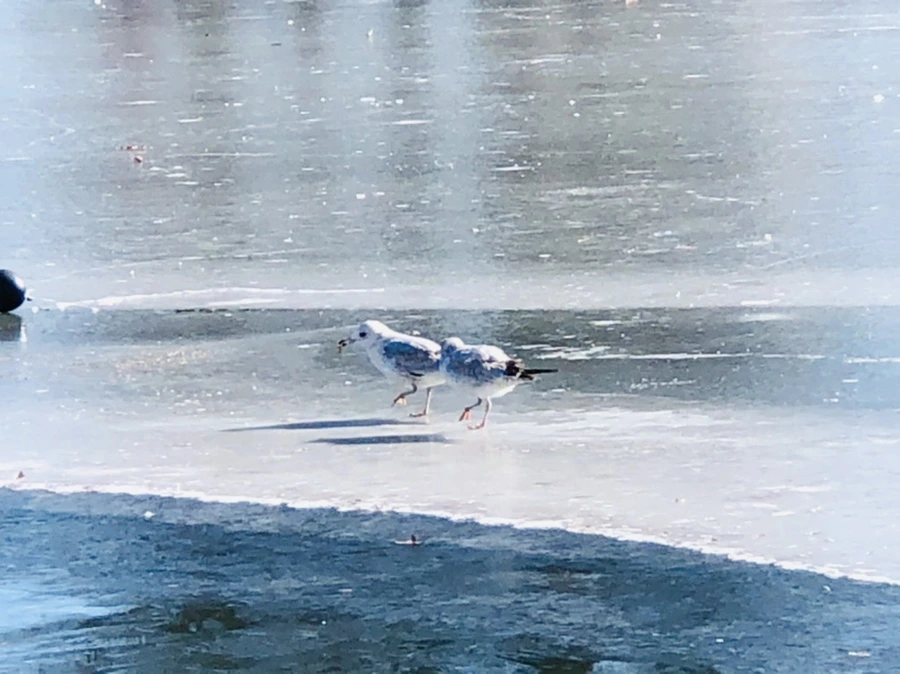 IMG_7808.jpg?type=w966