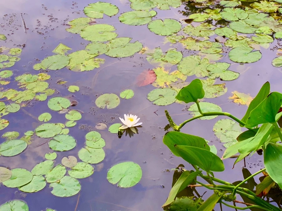 IMG_1846.jpg?type=w966