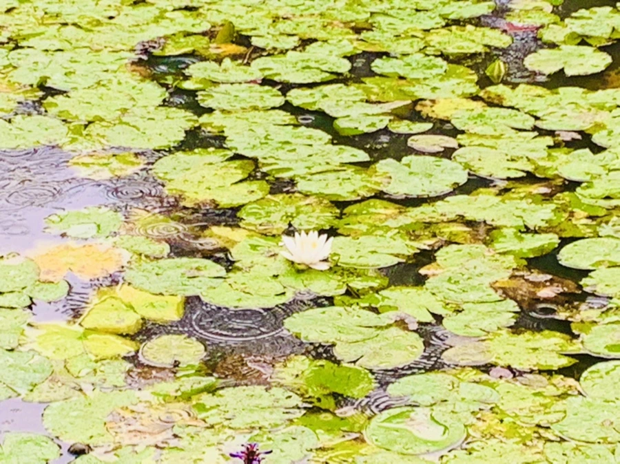 IMG_8330.jpg?type=w966