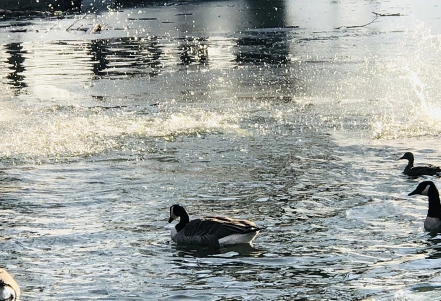 IMG_2817.jpg?type=w966