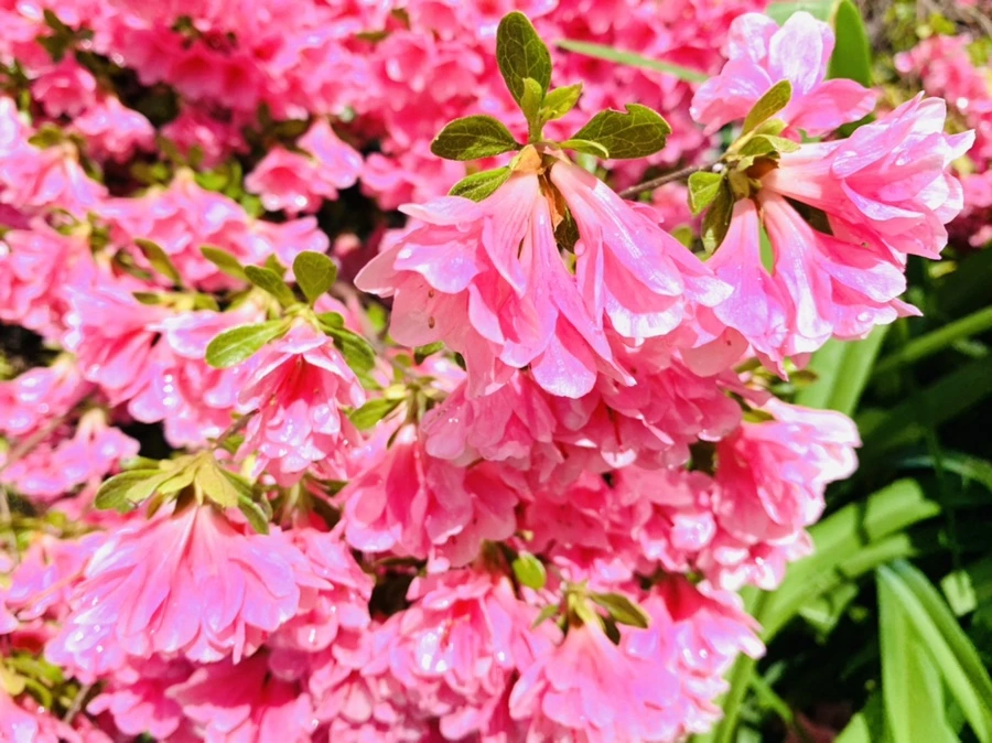 IMG_9523.jpg?type=w966