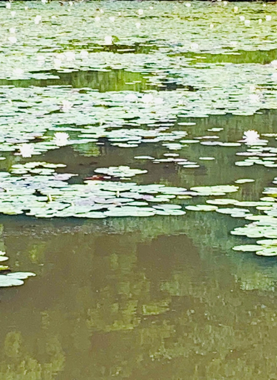 IMG_1666.jpg?type=w966