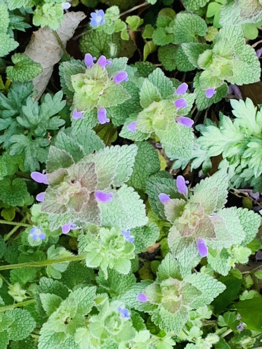 IMG_4529.jpg?type=w966