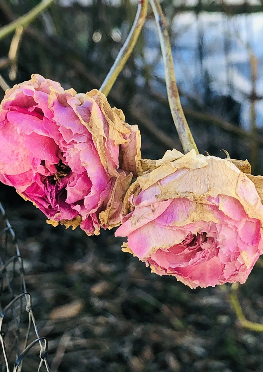 IMG_1183.jpg?type=w966