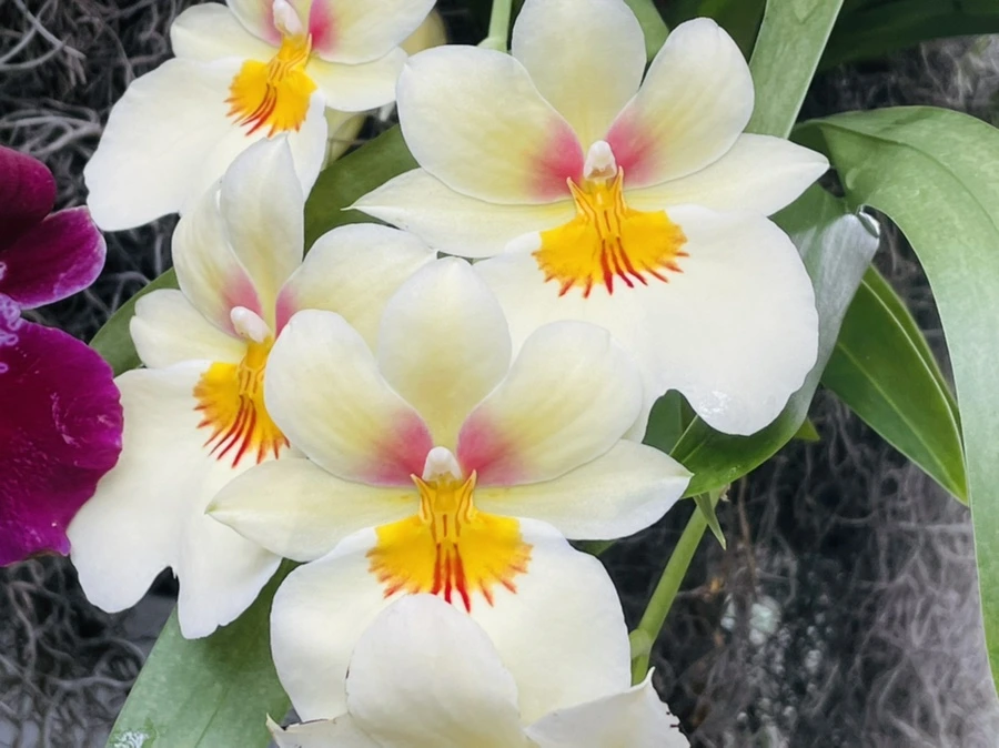 IMG_1325.jpg?type=w966