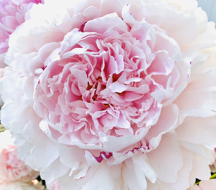 IMG_8770.jpg?type=w966