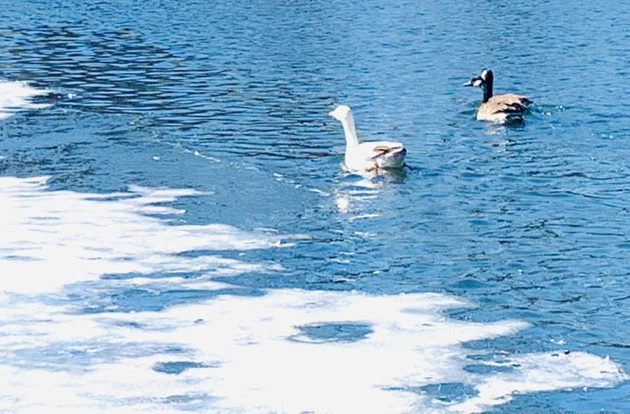 IMG_6876.jpg?type=w966