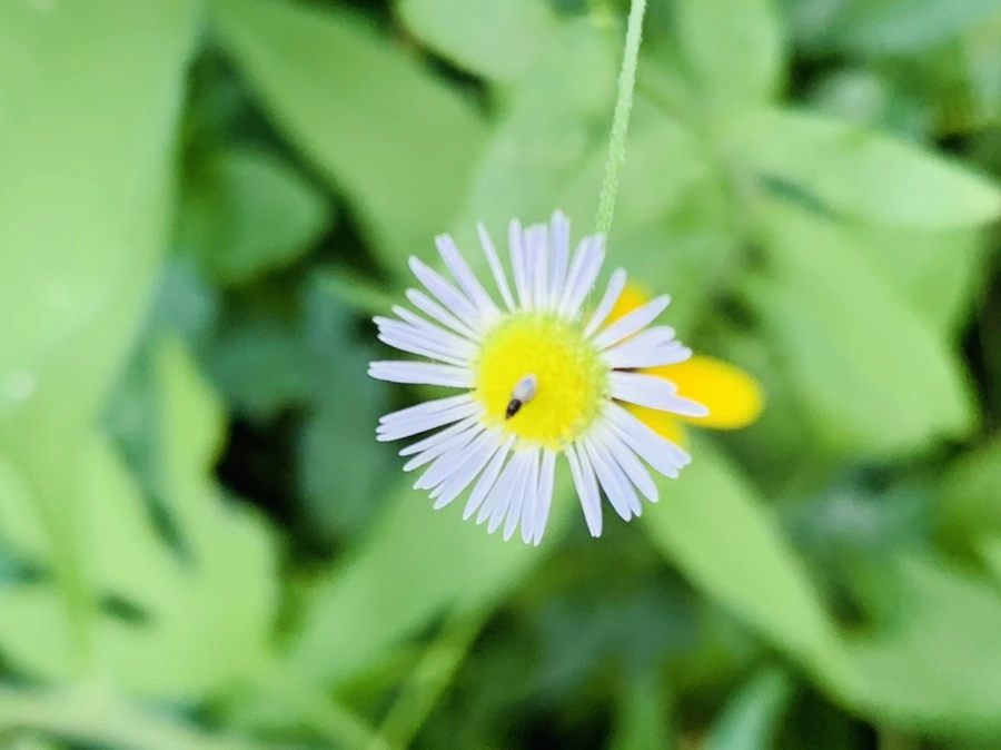 IMG_7623.jpg?type=w966