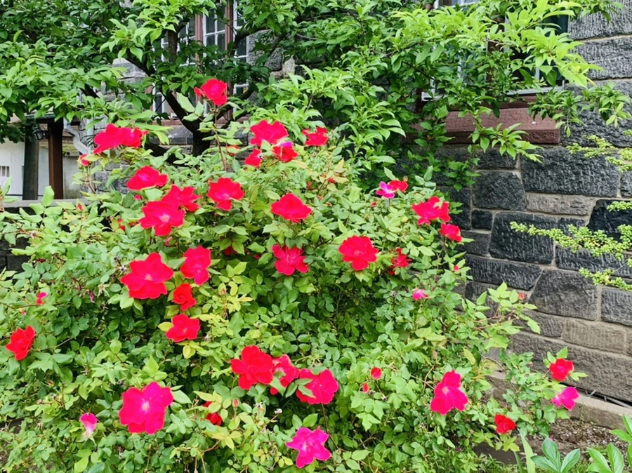 IMG_5310.jpg?type=w966