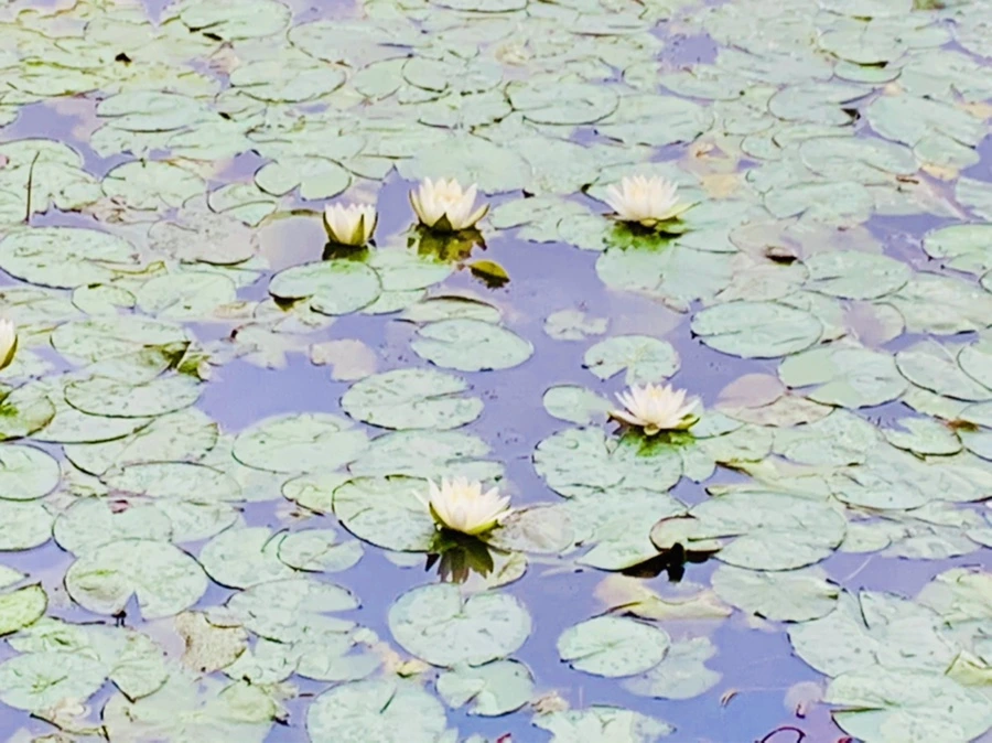 IMG_7793.jpg?type=w966