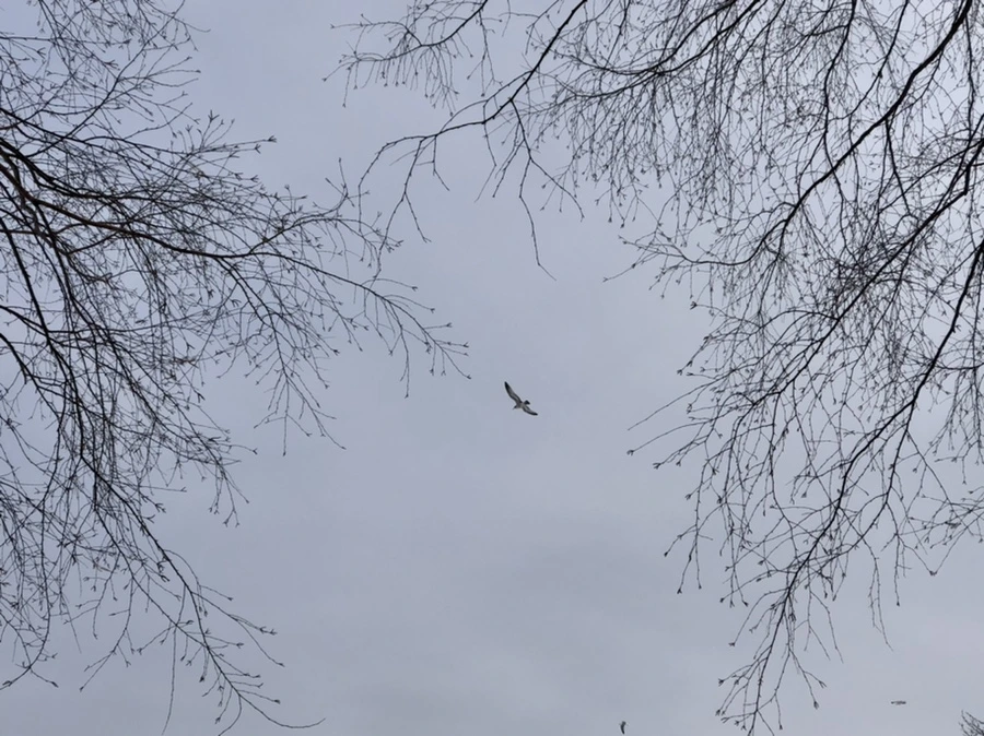 IMG_2112.jpg?type=w966