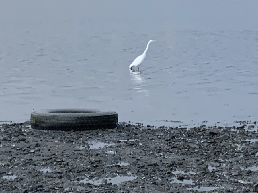 IMG_8174.jpg?type=w966