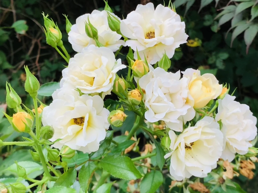 IMG_5886.jpg?type=w966