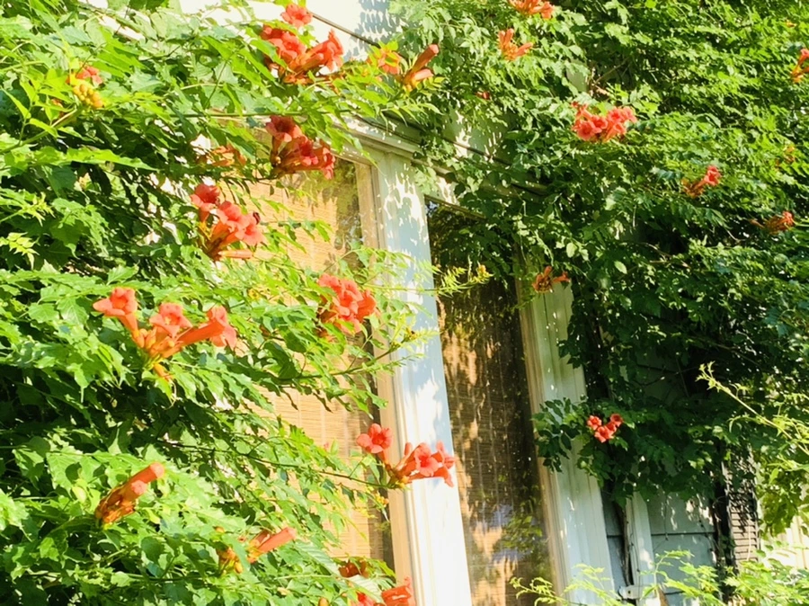 IMG_8270.jpg?type=w966