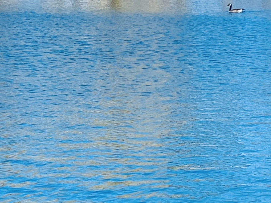 IMG_9906.jpg?type=w966