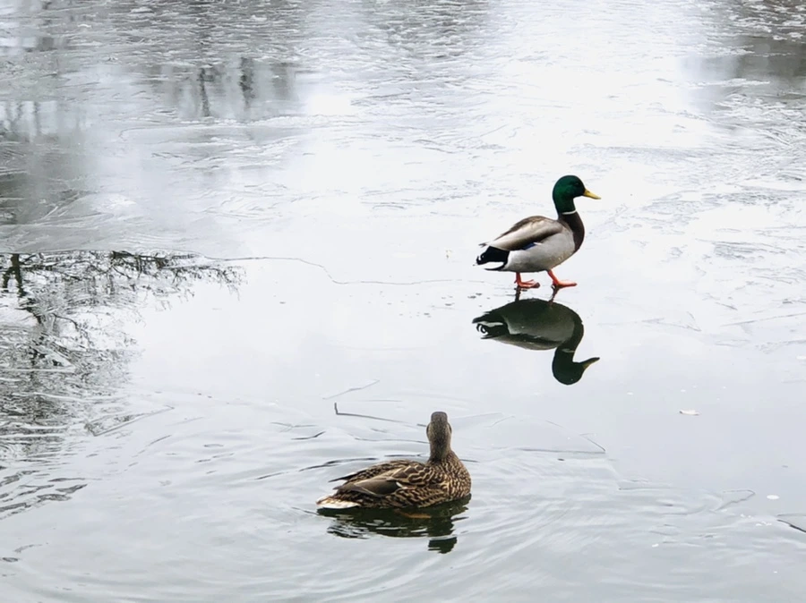 IMG_9047.jpg?type=w966