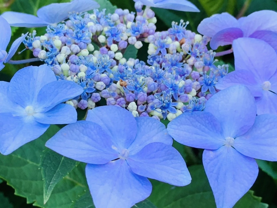 IMG_6303.jpg?type=w966