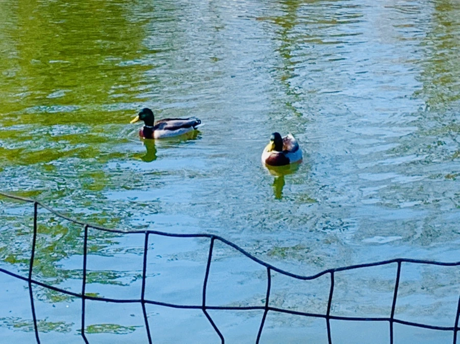 IMG_9836.jpg?type=w966