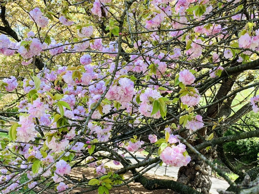 IMG_4655.jpg?type=w966