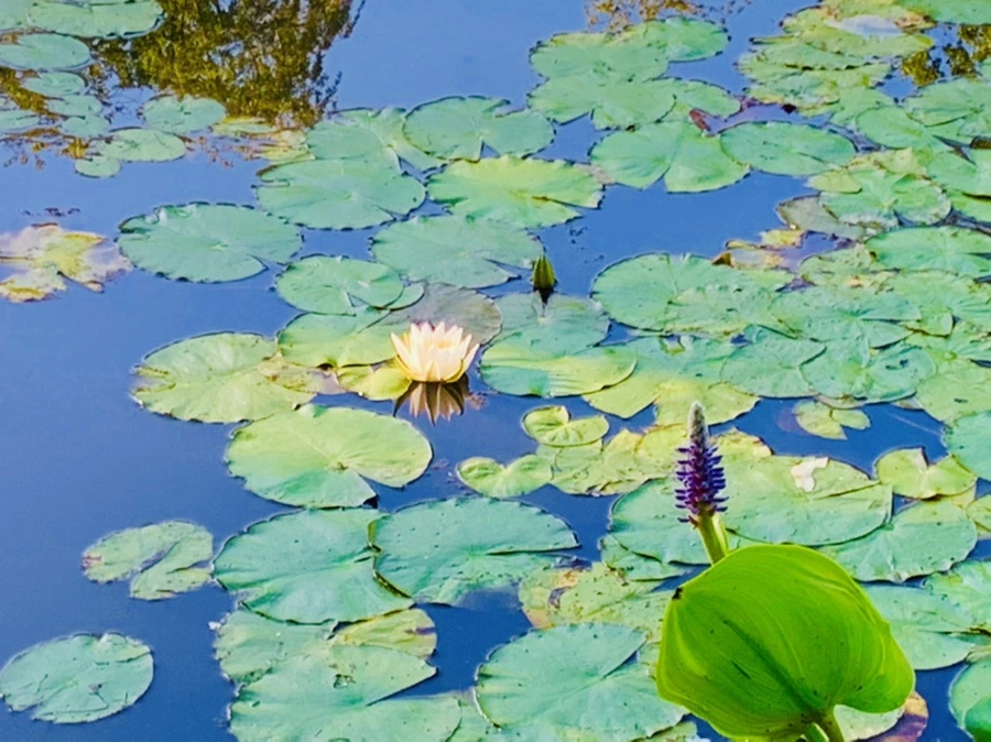 IMG_4271.jpg?type=w966