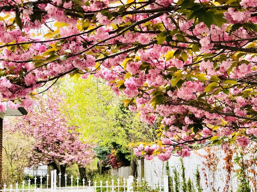 IMG_7149.jpg?type=w966