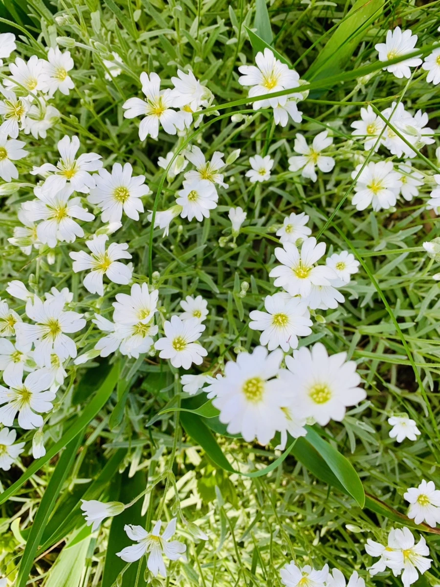 IMG_1081.jpg?type=w966