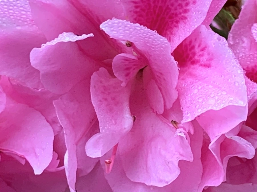 IMG_9685.jpg?type=w966