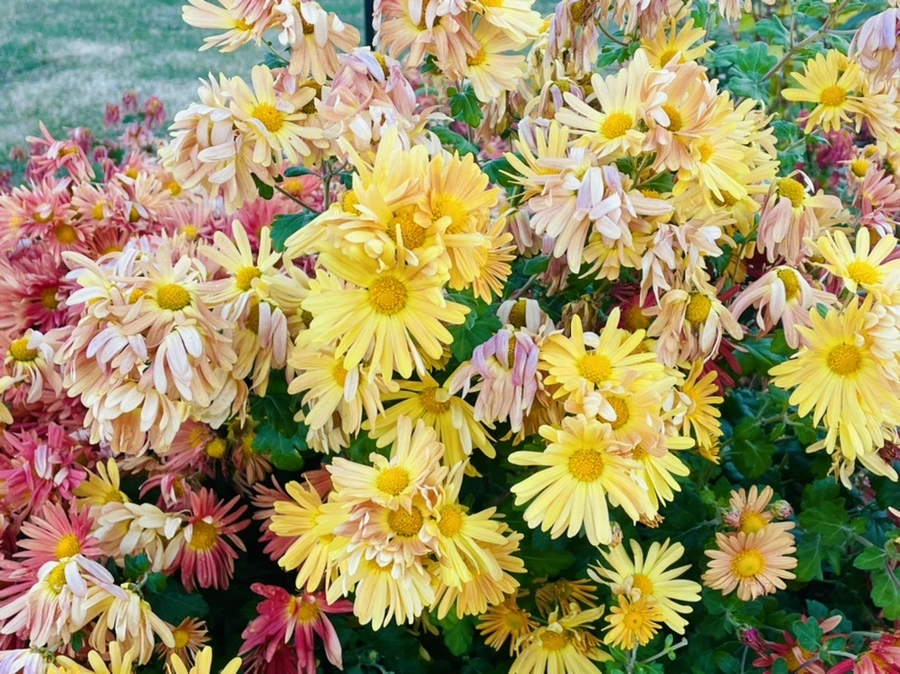 IMG_4099.jpg?type=w966