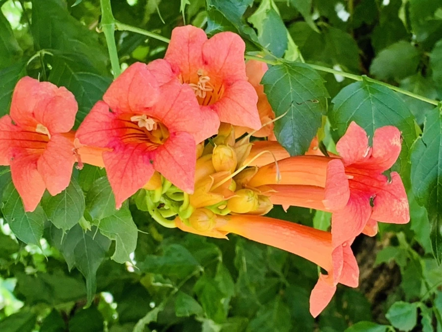 IMG_8709.jpg?type=w966