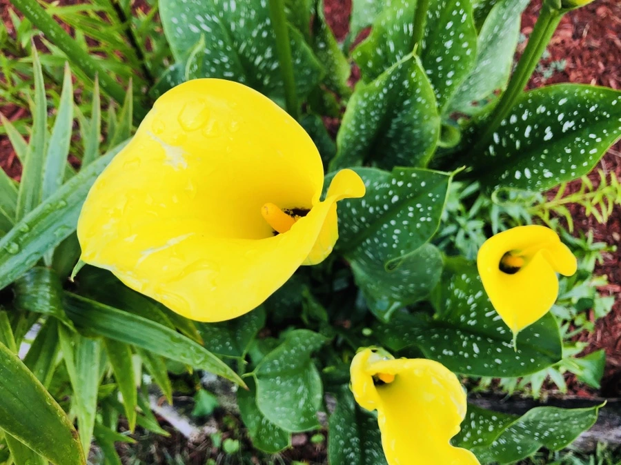 IMG_1778.jpg?type=w966