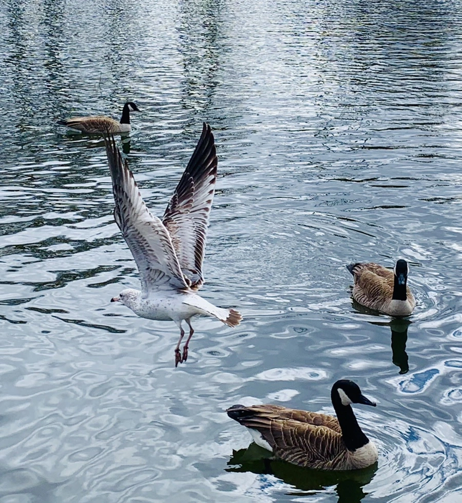 IMG_8069.jpg?type=w966