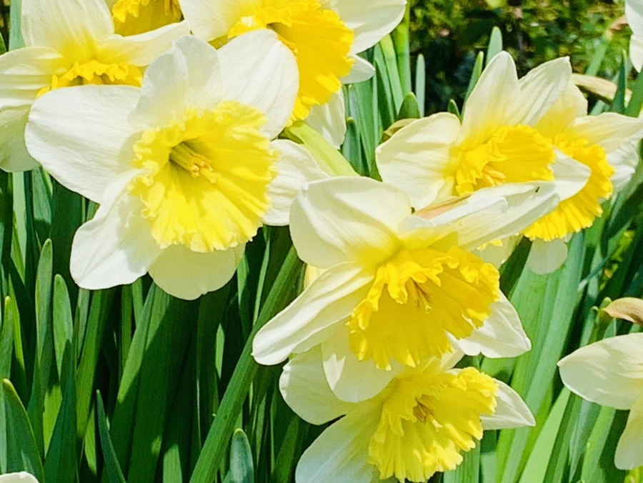 IMG_4297.jpg?type=w966