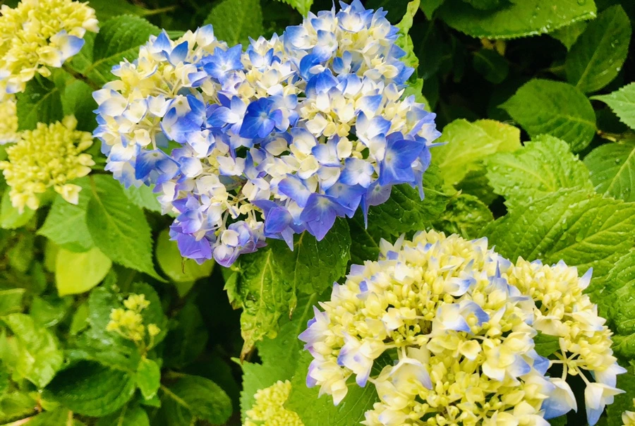 IMG_8143.jpg?type=w966