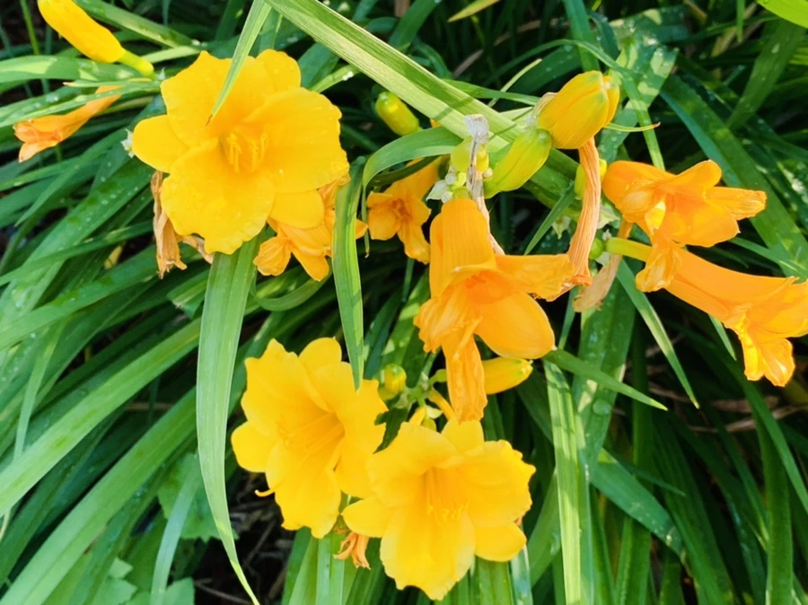 IMG_5226.jpg?type=w966