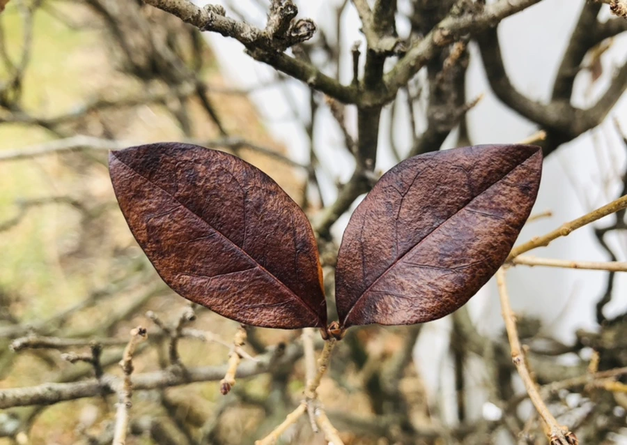 IMG_6362.jpg?type=w966