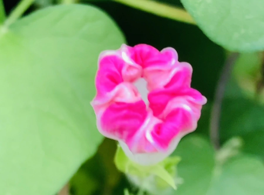 IMG_5998.jpg?type=w966