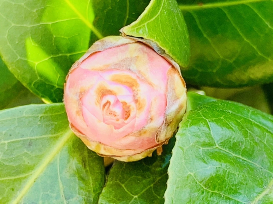 IMG_3048.jpg?type=w966