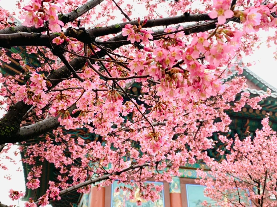 IMG_5215.jpg?type=w966