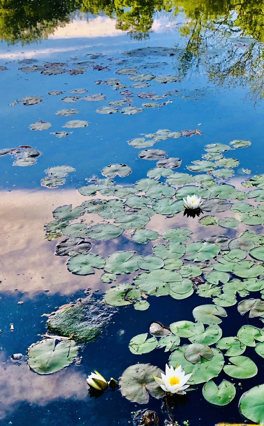 IMG_9205.jpg?type=w966