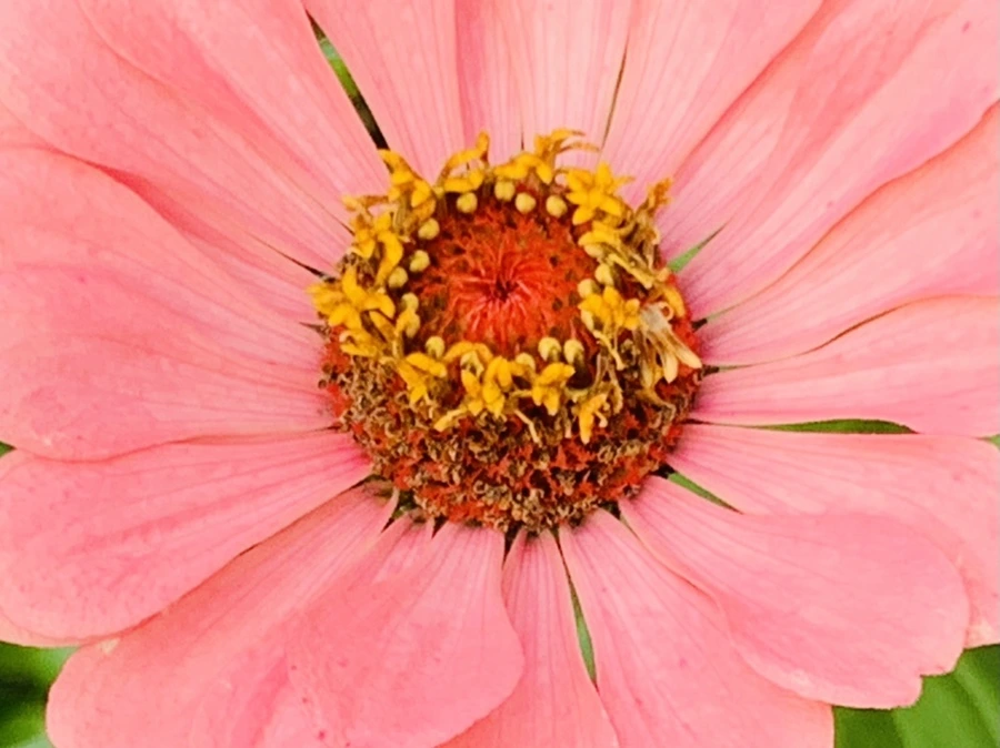 IMG_7010.jpg?type=w966