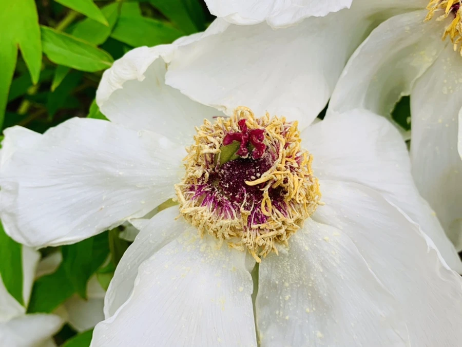 IMG_8950.jpg?type=w966