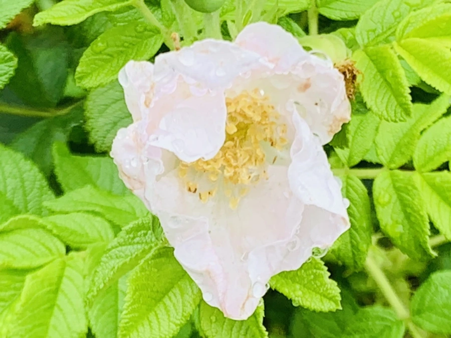 IMG_1062.jpg?type=w966