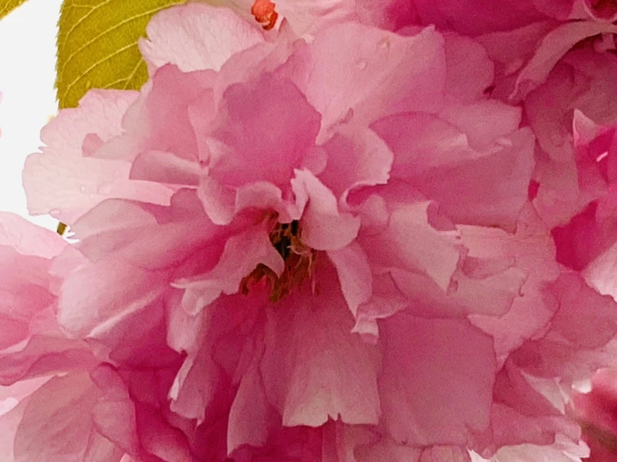 IMG_7398.jpg?type=w966