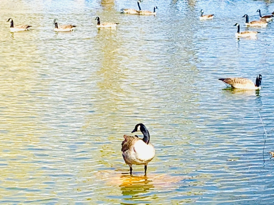 IMG_3057.jpg?type=w966