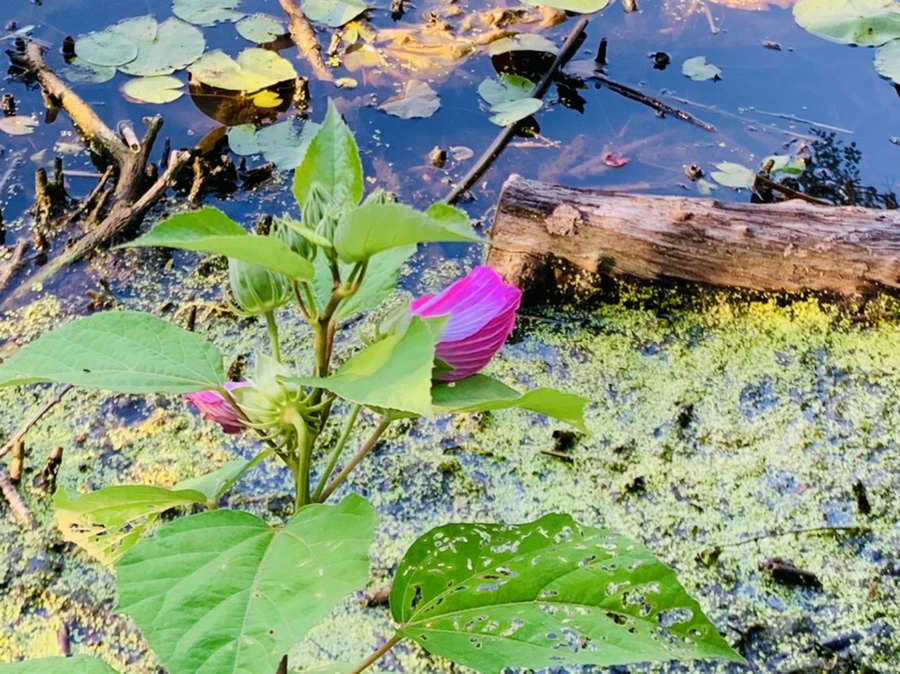 IMG_4243.jpg?type=w966