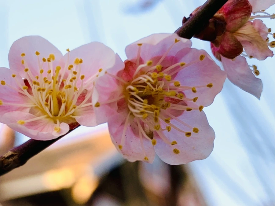 IMG_2746.jpg?type=w966