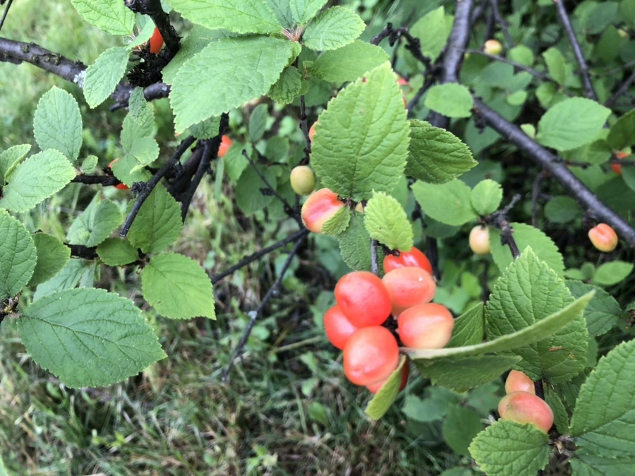 IMG_5802.jpg?type=w966