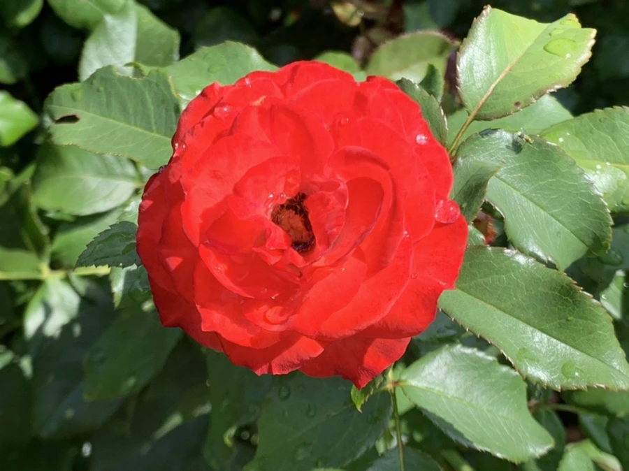 IMG_8472.jpg?type=w966